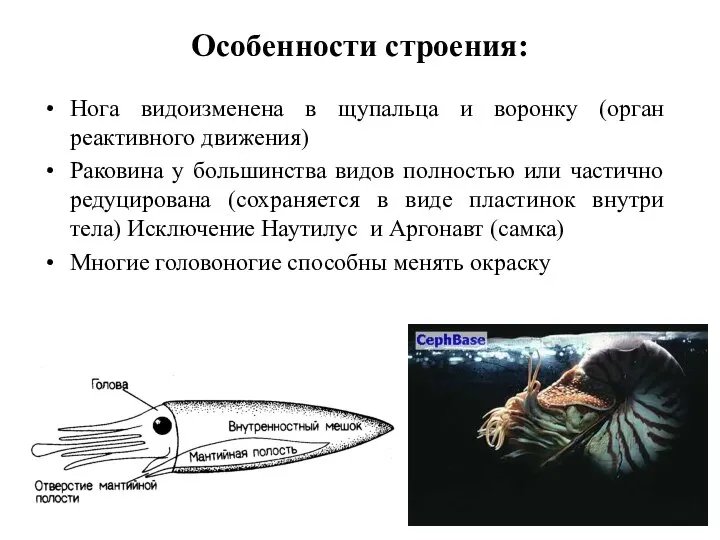 Особенности строения: Нога видоизменена в щупальца и воронку (орган реактивного