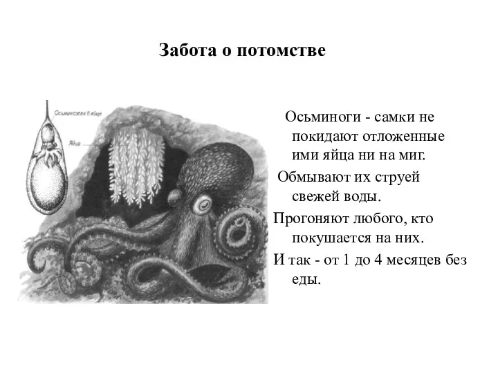 Забота о потомстве Осьминоги - самки не покидают отложенные ими