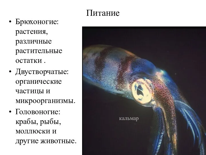 Питание Брюхоногие: растения, различные растительные остатки . Двустворчатые: органические частицы