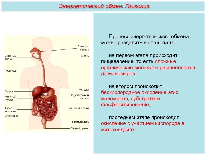 Процесс энергетического обмена можно разделить на три этапа: на первом