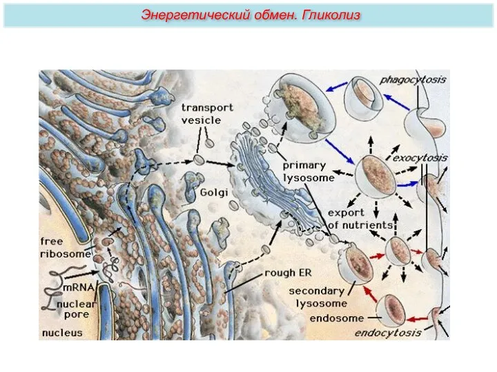 Энергетический обмен. Гликолиз