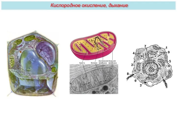 Кислородное окисление, дыхание