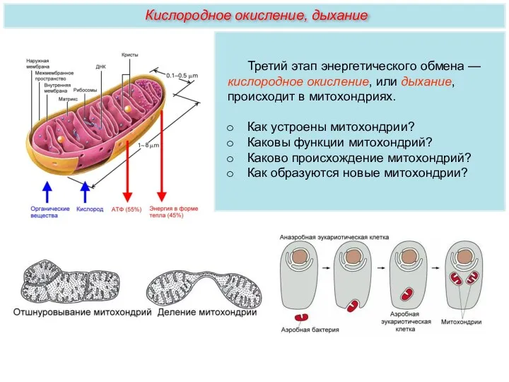 Третий этап энергетического обмена — кислородное окисление, или дыхание, происходит