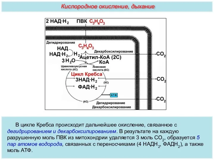 В цикле Кребса происходит дальнейшее окисление, связанное с дегидрированием и