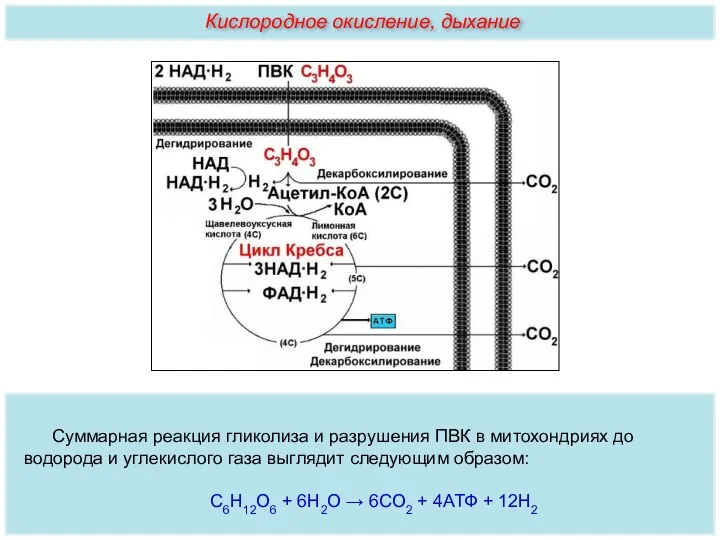 Суммарная реакция гликолиза и разрушения ПВК в митохондриях до водорода