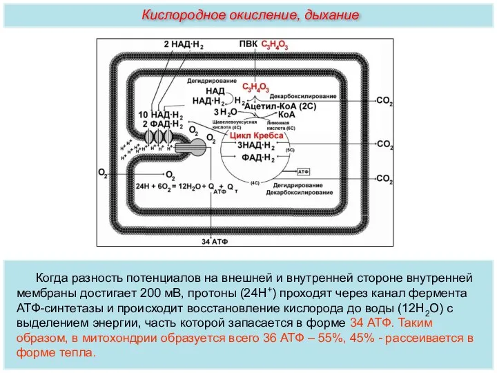 Когда разность потенциалов на внешней и внутренней стороне внутренней мембраны