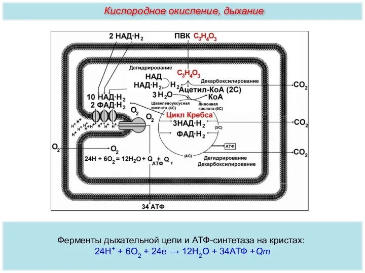 Ферменты дыхательной цепи и АТФ-синтетаза на кристах: 24Н+ + 6О2