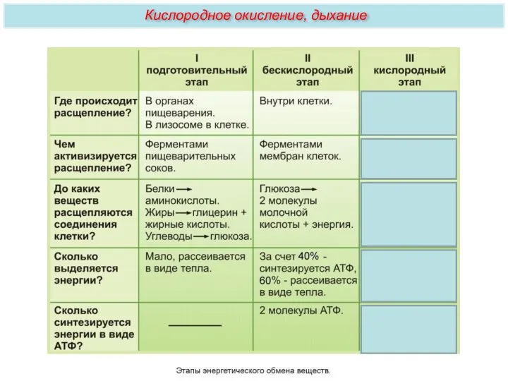 Кислородное окисление, дыхание