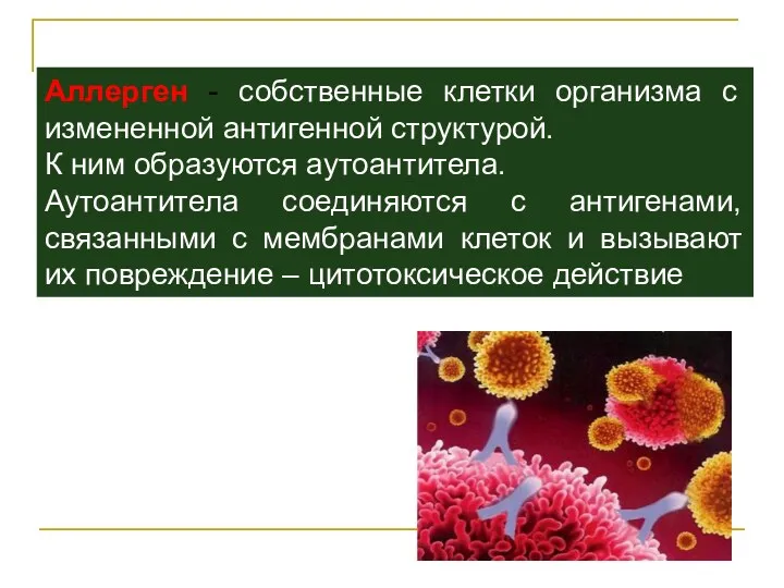 Аллерген - собственные клетки организма с измененной антигенной структурой. К