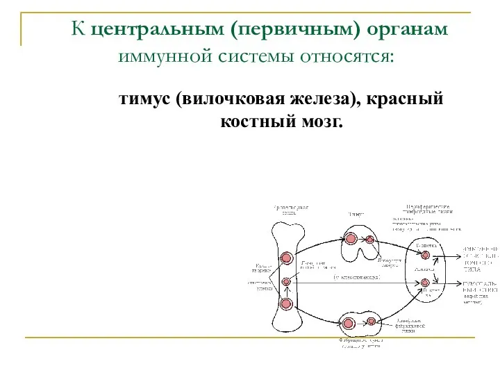 К центральным (первичным) органам иммунной системы относятся: тимус (вилочковая железа), красный костный мозг.