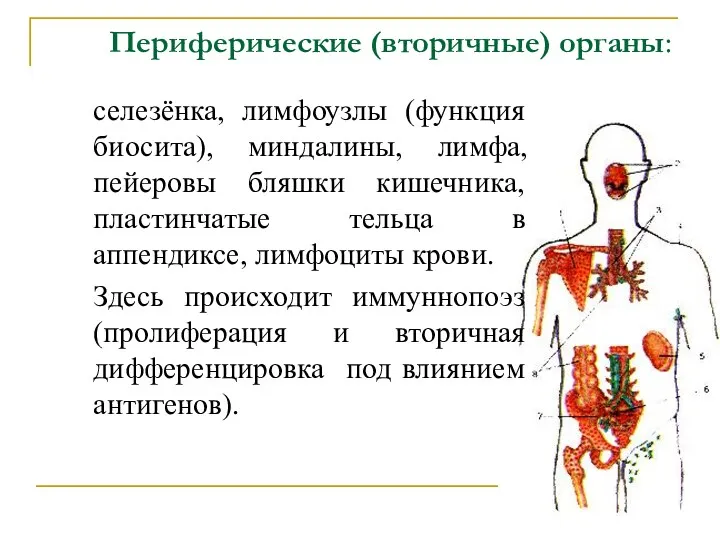 Периферические (вторичные) органы: селезёнка, лимфоузлы (функция биосита), миндалины, лимфа, пейеровы