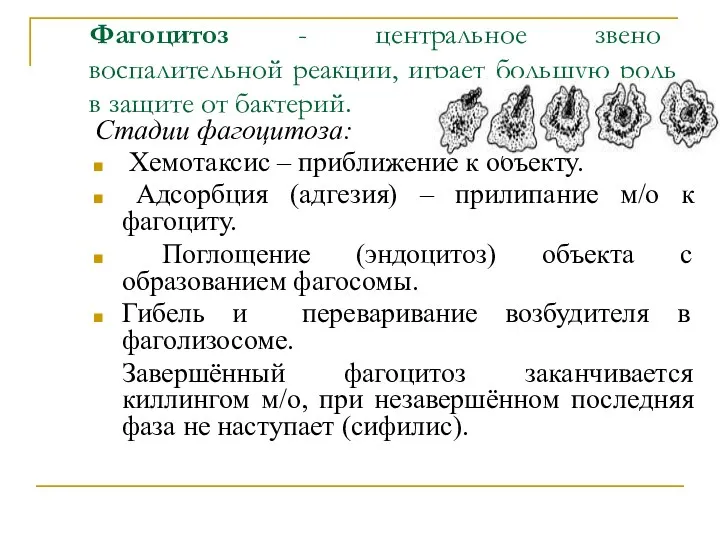 Фагоцитоз - центральное звено воспалительной реакции, играет большую роль в