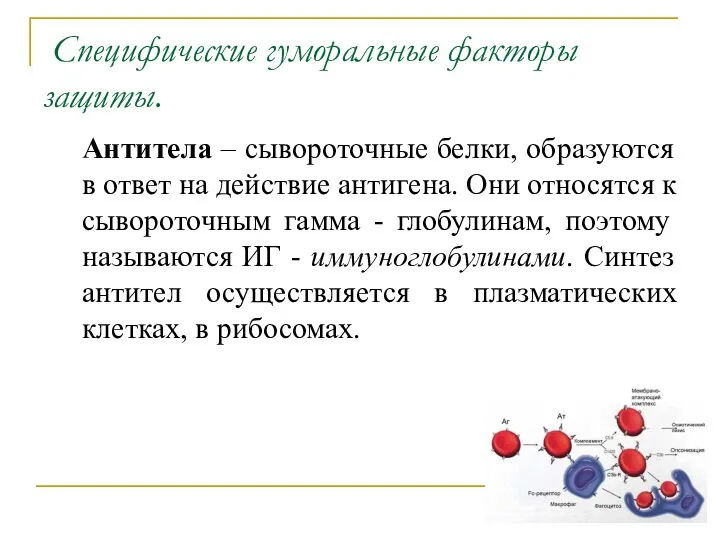 Специфические гуморальные факторы защиты. Антитела – сывороточные белки, образуются в