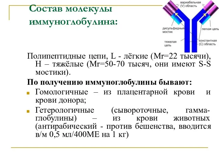 Состав молекулы иммуноглобулина: Полипептидные цепи, L - лёгкие (Mr=22 тысячи),