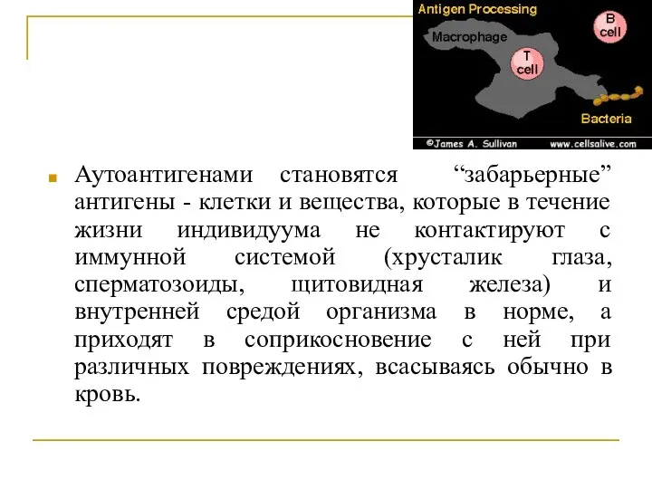 Аутоантигенами становятся “забарьерные” антигены - клетки и вещества, которые в