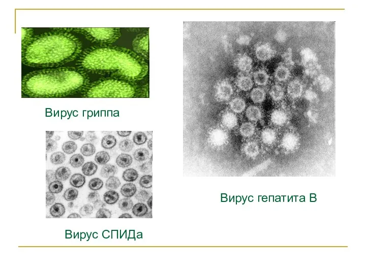 Вирус гриппа Вирус гепатита В Вирус СПИДа