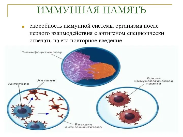 ИММУННАЯ ПАМЯТЬ способность иммунной системы организма после первого взаимодействия с