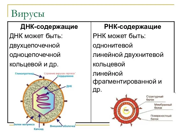 Вирусы