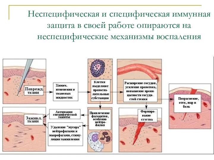 Неспецифическая и специфическая иммунная защита в своей работе опираются на неспецифические механизмы воспаления