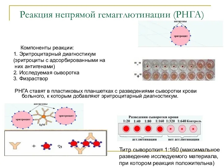 Реакция непрямой гемагглютинации (РНГА) Компоненты реакции: 1. Эритроцитарный диагностикум (эритроциты