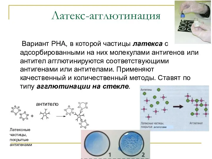 Латекс-агглютинация Вариант РНА, в которой частицы латекса с адсорбированными на