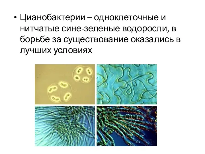 Цианобактерии – одноклеточные и нитчатые сине-зеленые водоросли, в борьбе за существование оказались в лучших условиях