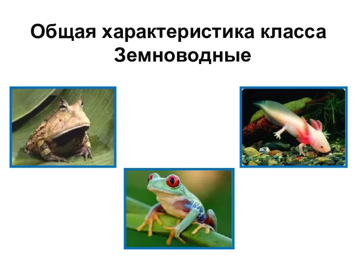 Prezentatsia_po_biologii_Obschaya_kharakteristika_zemnovodnykh
