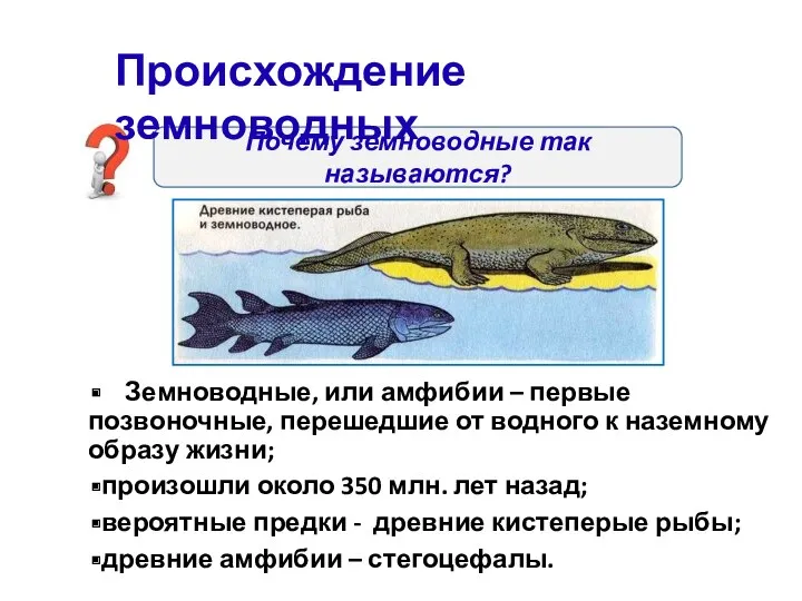 Земноводные, или амфибии – первые позвоночные, перешедшие от водного к