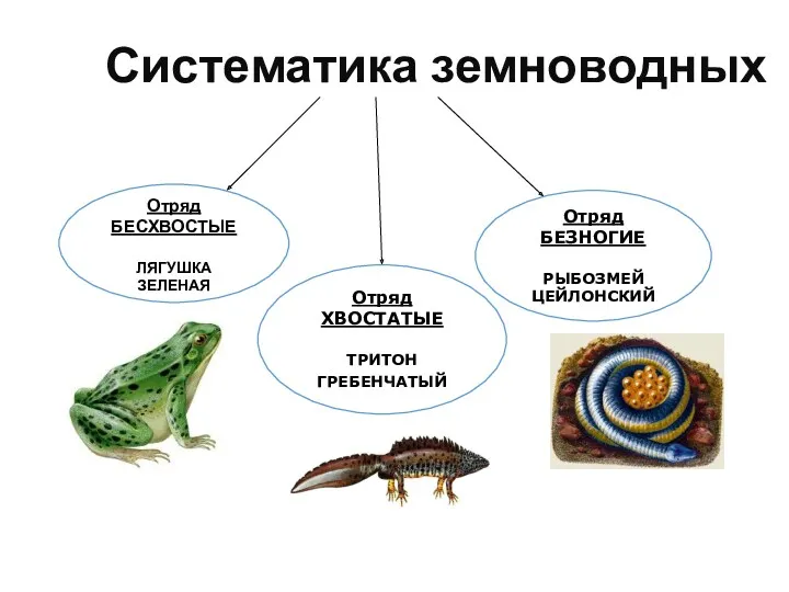 Систематика земноводных Отряд БЕСХВОСТЫЕ ЛЯГУШКА ЗЕЛЕНАЯ Отряд БЕЗНОГИЕ РЫБОЗМЕЙ ЦЕЙЛОНСКИЙ Отряд ХВОСТАТЫЕ ТРИТОН ГРЕБЕНЧАТЫЙ