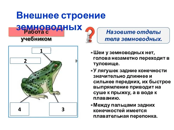 Шеи у земноводных нет, голова незаметно переходит в туловище. У