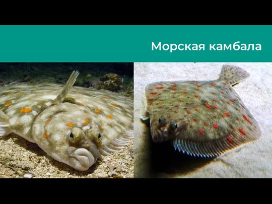 Морская камбала