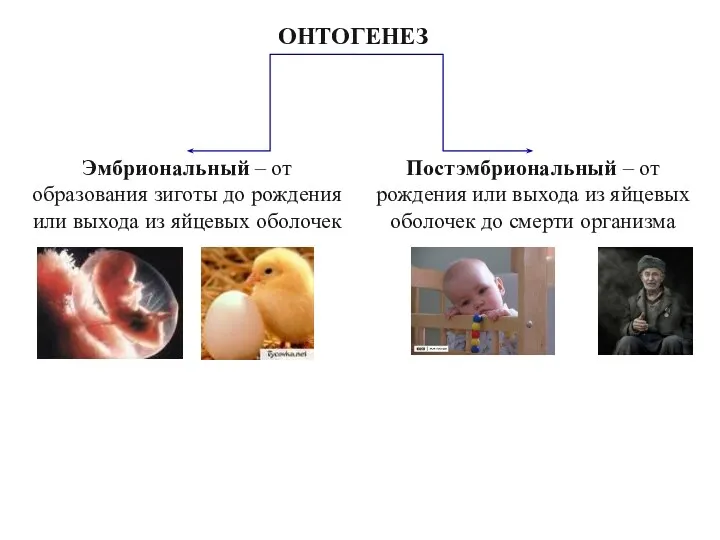 ОНТОГЕНЕЗ Эмбриональный – от образования зиготы до рождения или выхода