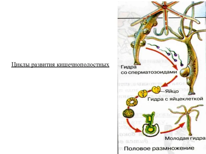 Циклы развития кишечнополостных