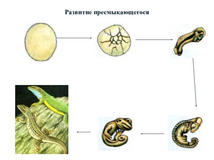 Развитие пресмыкающегося