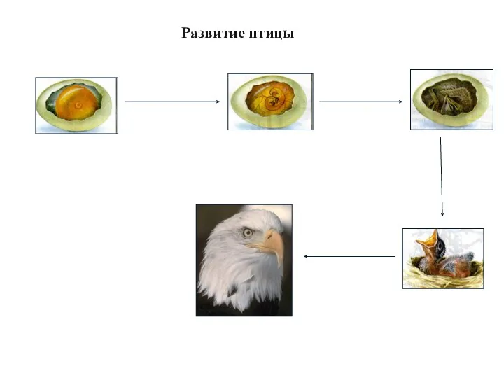 Развитие птицы