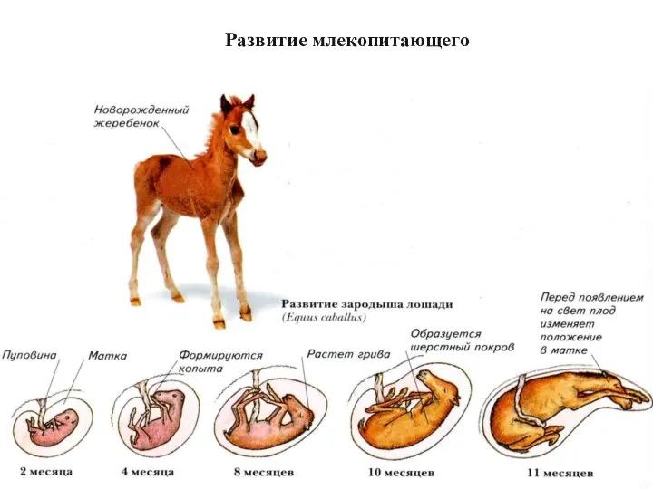 Развитие млекопитающего