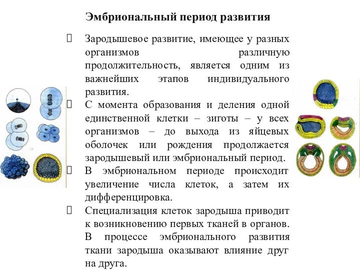 Эмбриональный период развития Зародышевое развитие, имеющее у разных организмов различную