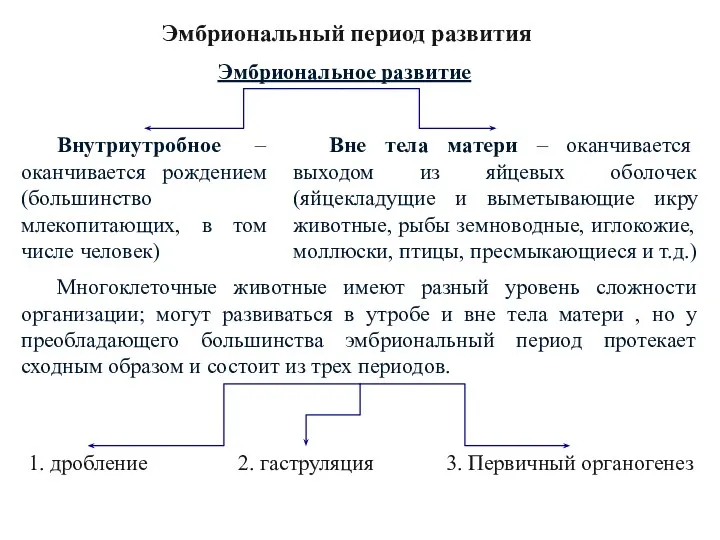 Эмбриональное развитие Внутриутробное – оканчивается рождением (большинство млекопитающих, в том