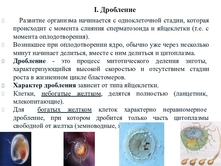 I. Дробление Развитие организма начинается с одноклеточной стадии, которая происходит