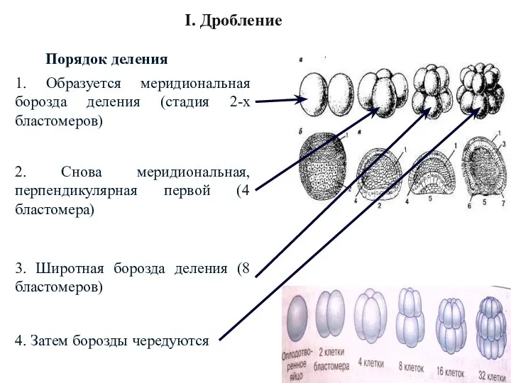 4. Затем борозды чередуются I. Дробление Порядок деления 1. Образуется