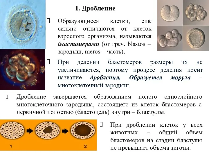 Образующиеся клетки, ещё сильно отличаются от клеток взрослого организма, называются