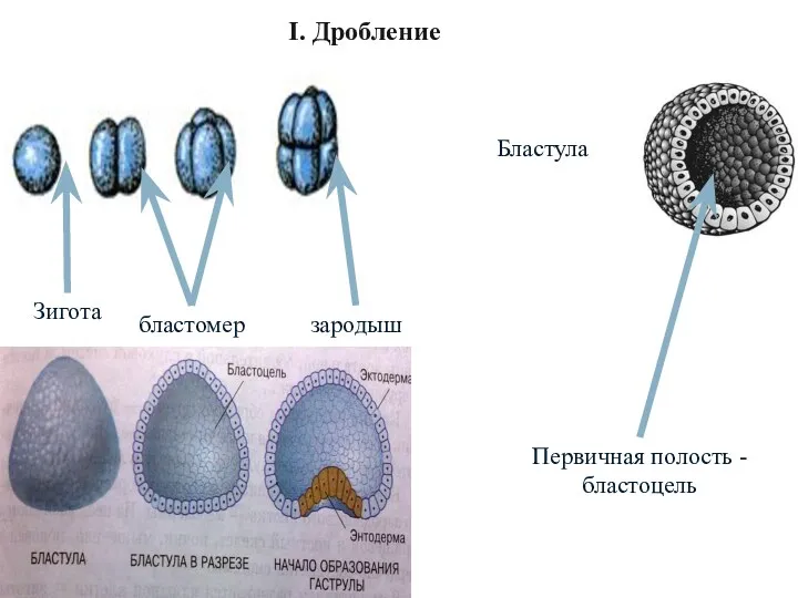 Зигота зародыш бластомер Первичная полость - бластоцель Бластула I. Дробление