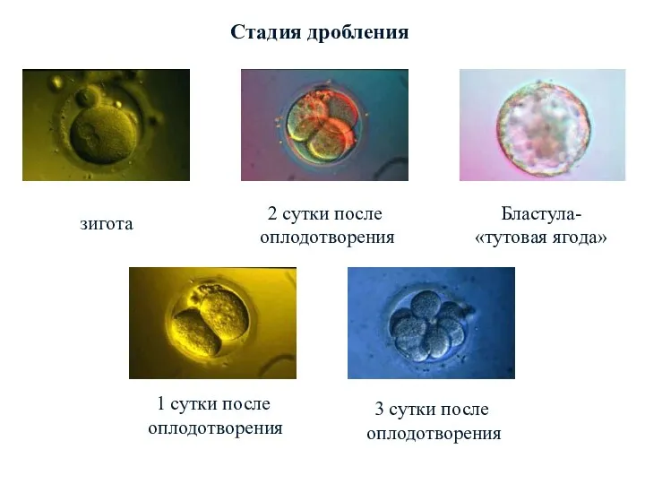 Стадия дробления зигота 1 сутки после оплодотворения 2 сутки после