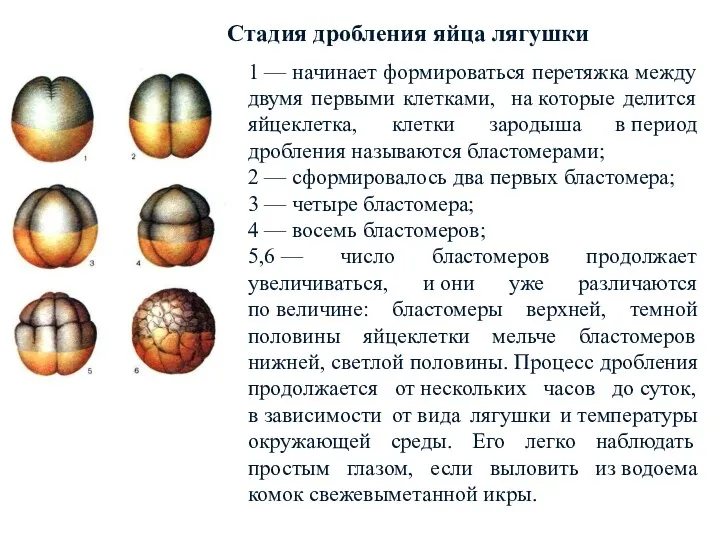 1 — начинает формироваться перетяжка между двумя первыми клетками, на