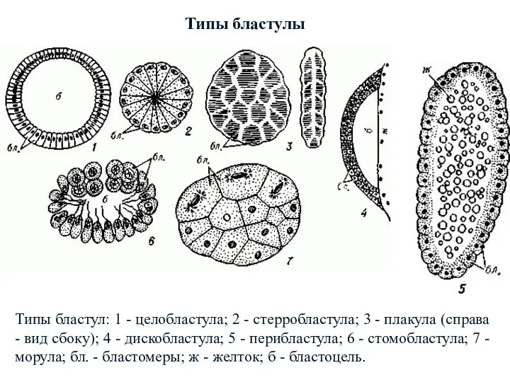 Типы бластулы Типы бластул: 1 - целобластула; 2 - стерробластула;