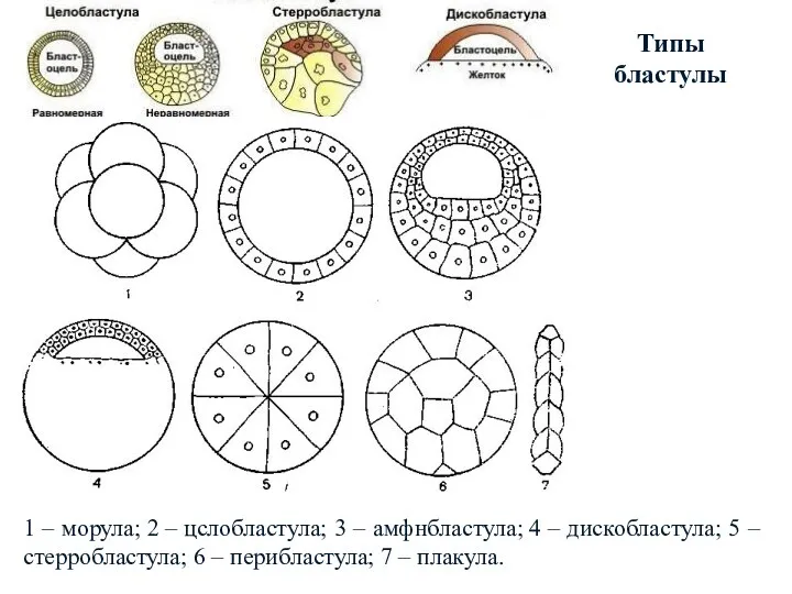 1 – морула; 2 – цслобластула; 3 – амфнбластула; 4