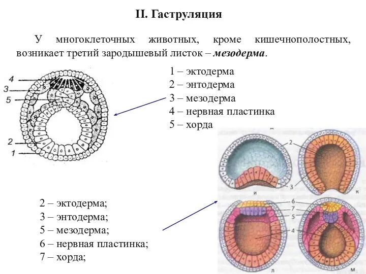 II. Гаструляция У многоклеточных животных, кроме кишечнополостных, возникает третий зародышевый