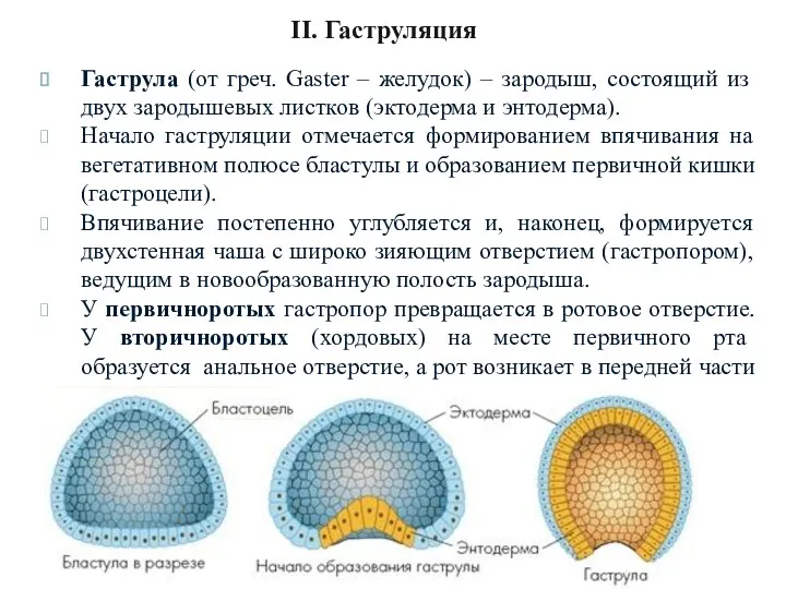 II. Гаструляция Гаструла (от греч. Gaster – желудок) – зародыш,