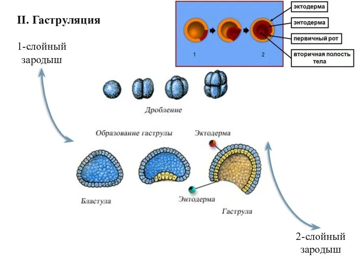 1-слойный зародыш 2-слойный зародыш II. Гаструляция