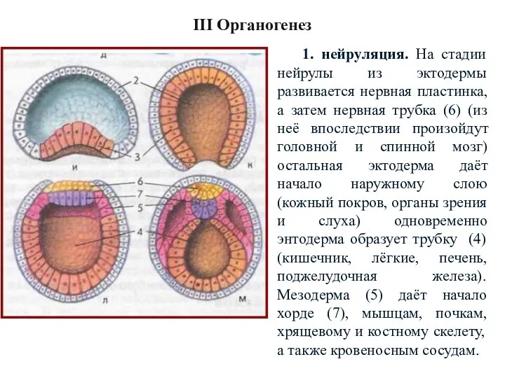 1. нейруляция. На стадии нейрулы из эктодермы развивается нервная пластинка,